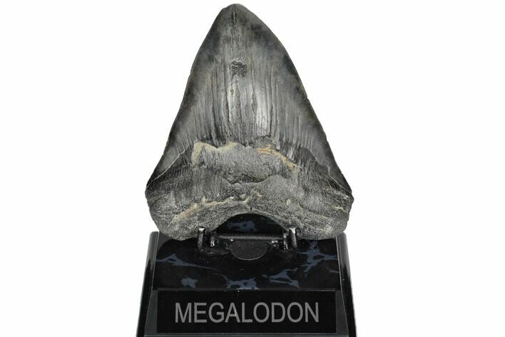 Fossil Megalodon Tooth - South Carolina #187686
